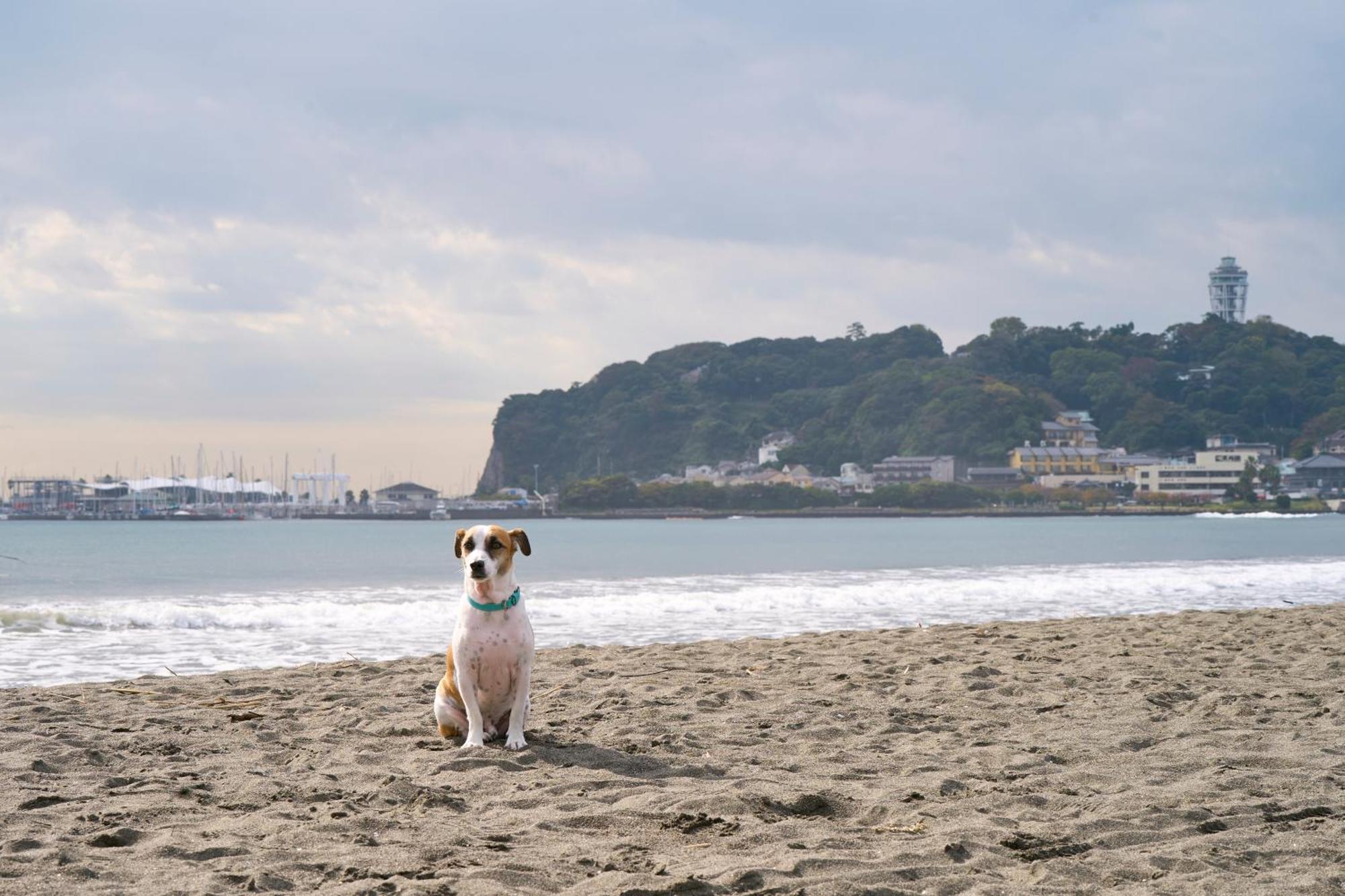 R.Kamakura Lägenhet Exteriör bild